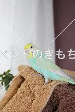 迷子鳥の画像