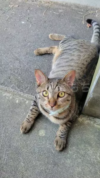 迷子猫の画像