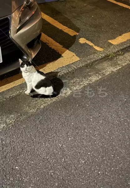 コメントの画像