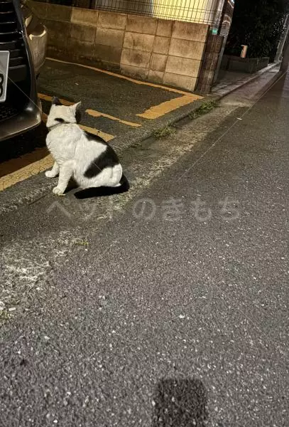 コメントの画像