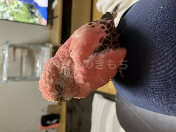 迷子鳥の画像