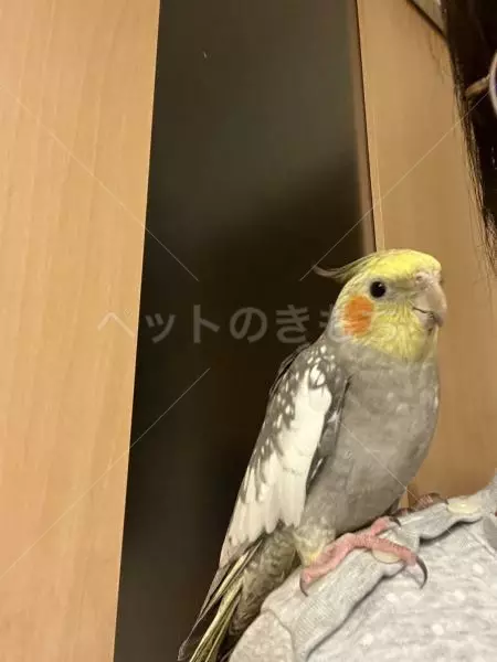 迷子鳥の画像