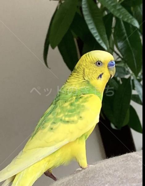 迷子鳥の画像