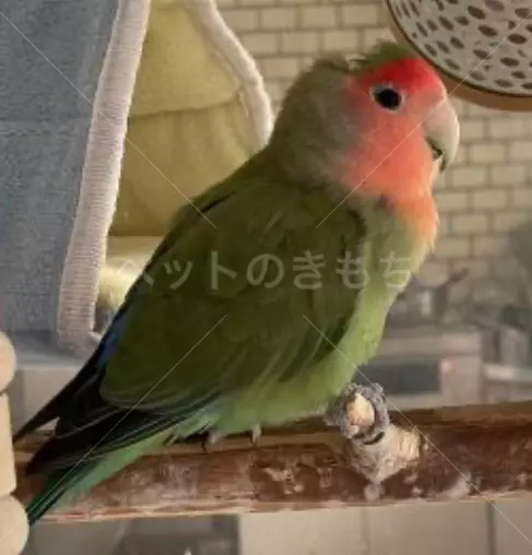 迷子鳥の画像