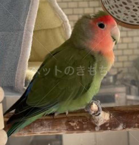 迷子鳥の画像