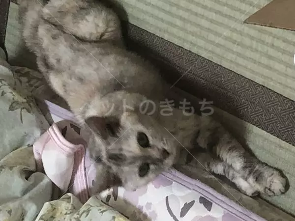 迷子猫の画像