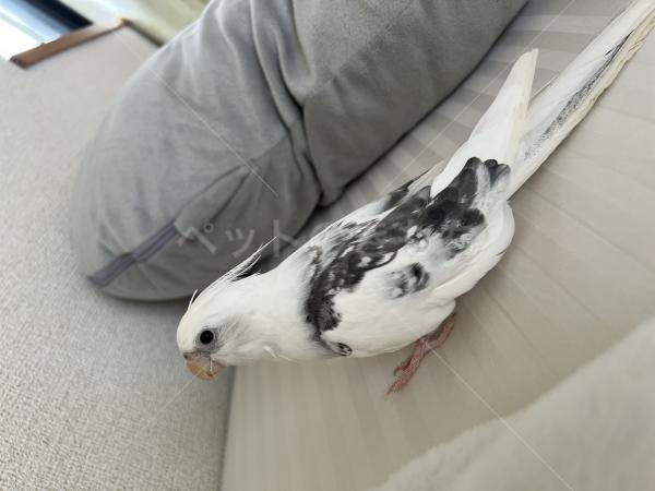 迷子鳥の画像