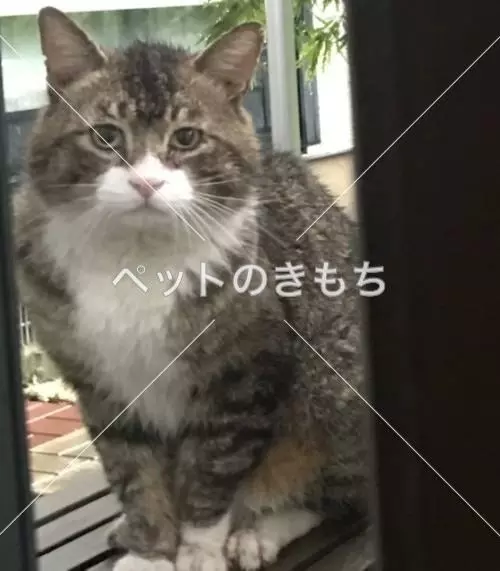 迷子猫の画像