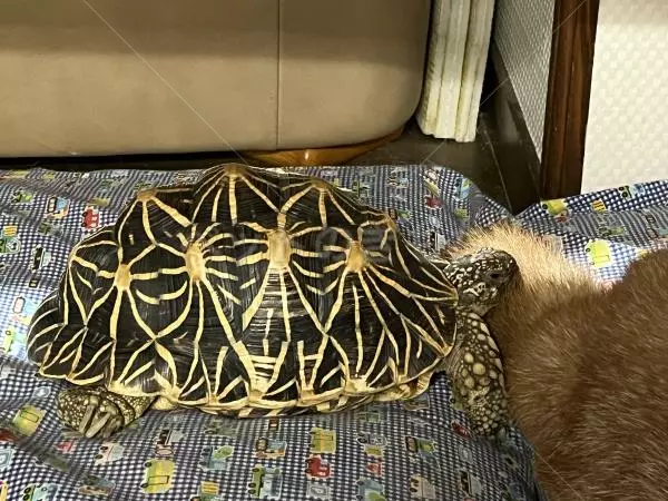 迷子ペットの画像