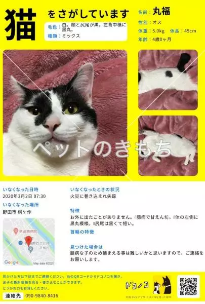 迷子猫の画像