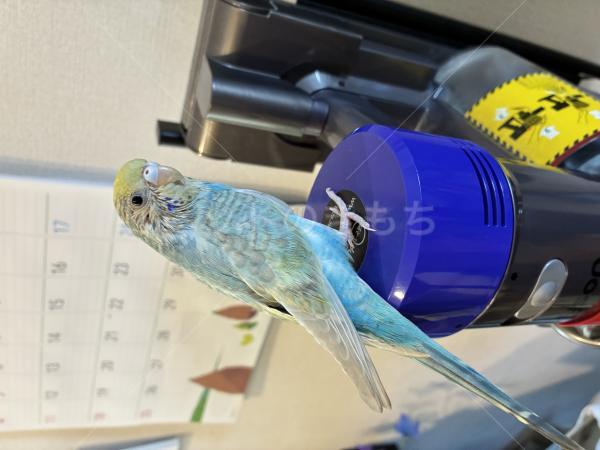 保護鳥の画像
