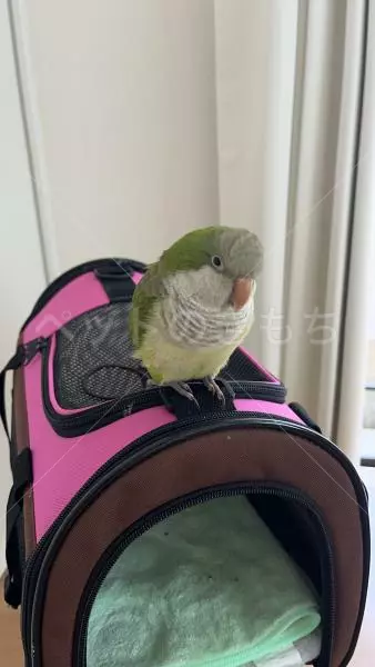 コメントの画像