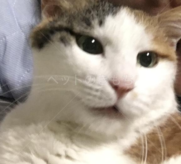 迷子猫の画像