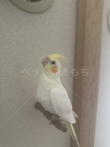 迷子鳥の画像