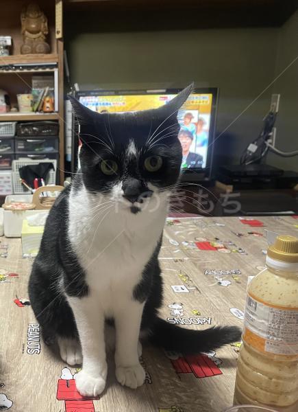 迷子猫の画像