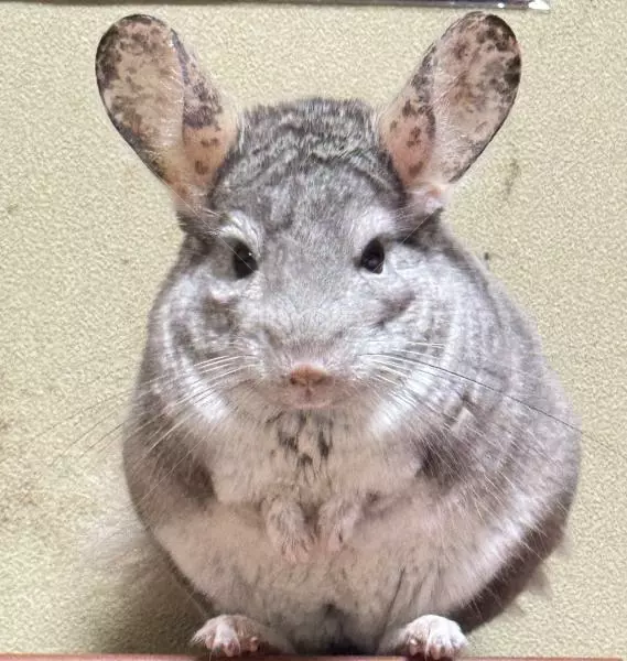 迷子ペットの画像