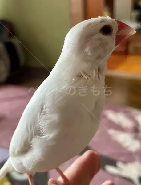 迷子鳥の画像