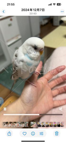 迷子鳥の画像