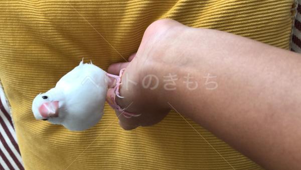 迷子鳥の画像