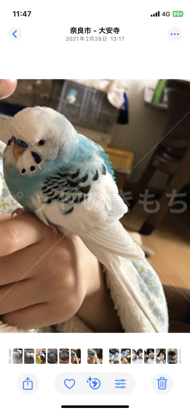 迷子鳥の画像