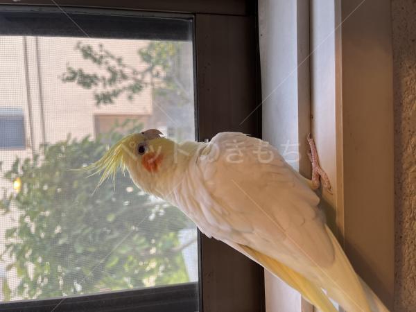 迷子鳥の画像