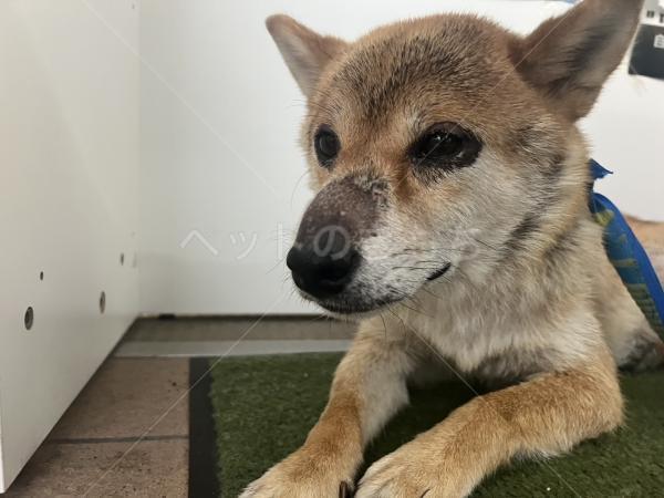 保護犬の画像