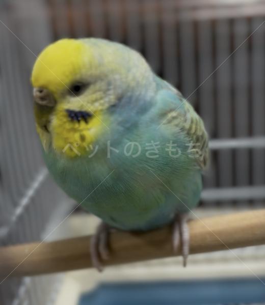 コメントの画像