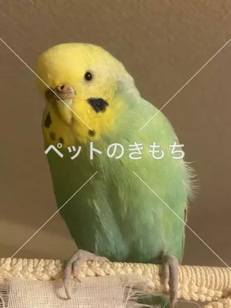 迷子鳥の画像