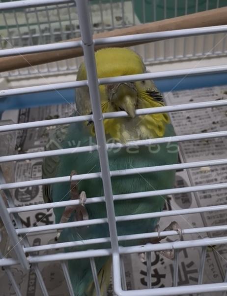 コメントの画像