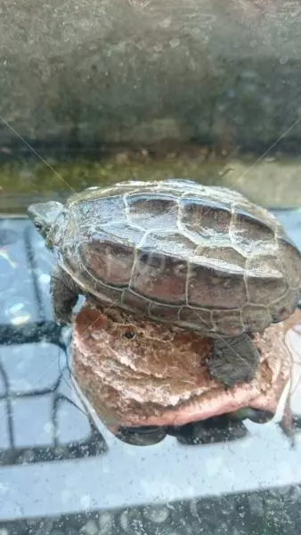 迷子ペットの画像