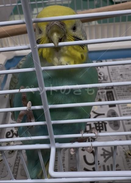 コメントの画像