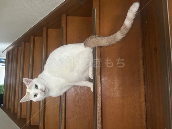 迷子猫の画像