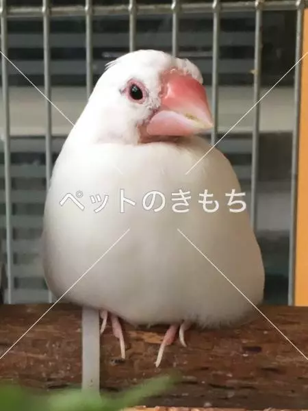 迷子鳥の画像