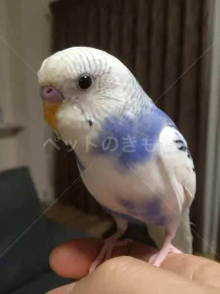 迷子鳥の画像