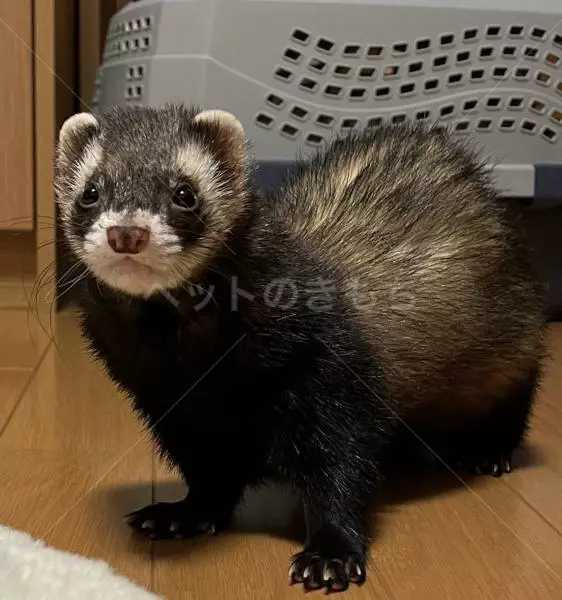 迷子ペットの画像