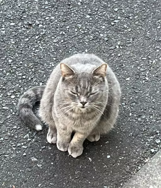 迷子猫の画像