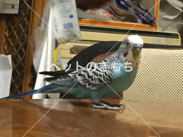 迷子鳥の画像
