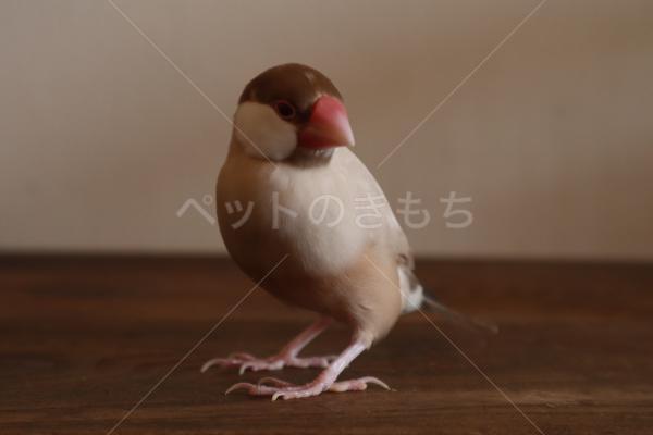 迷子鳥の画像