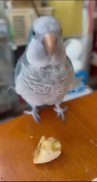 迷子鳥の画像