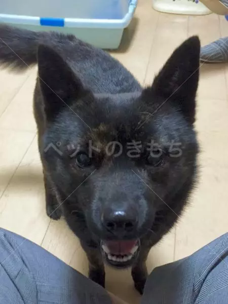 迷子犬の画像