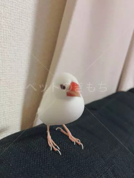 迷子鳥の画像