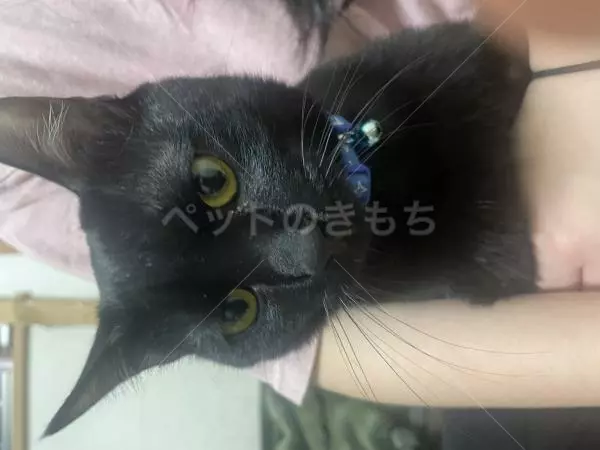 迷子猫の画像