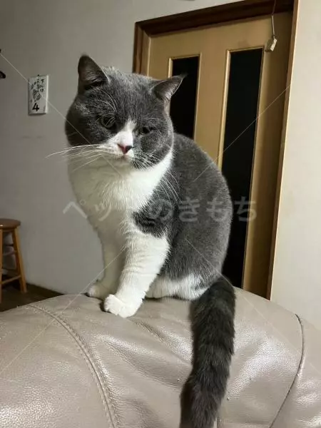 迷子猫の画像