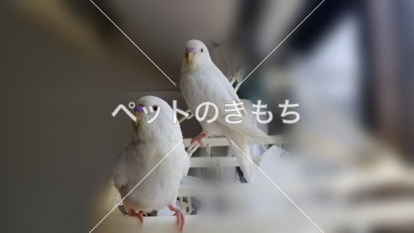 迷子鳥の画像