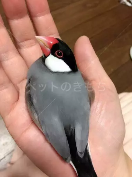 迷子鳥の画像