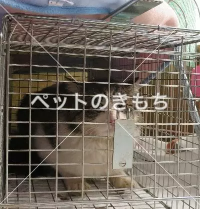 保護猫の画像