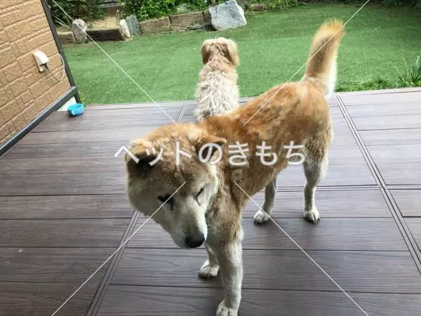 迷子犬の画像