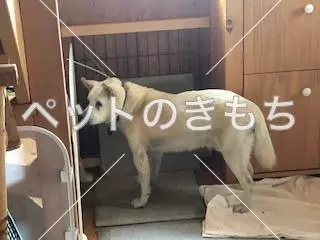 保護犬の画像