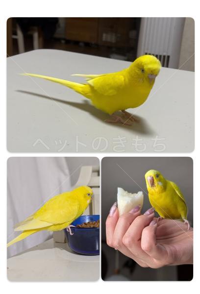 迷子鳥の画像