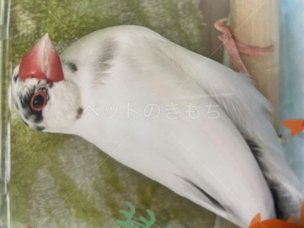 迷子鳥の画像